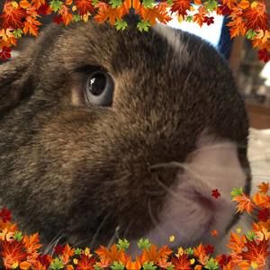 Meet your Posher, Laurie